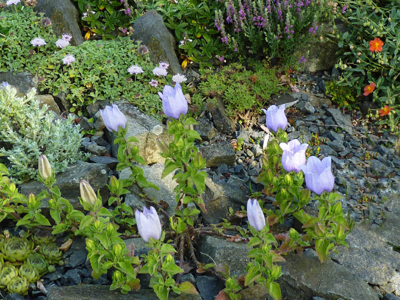 Campanula incurva